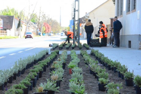 Évelő virágokból álló sűrű ágyást ültettek a kertészek a Berényi úton